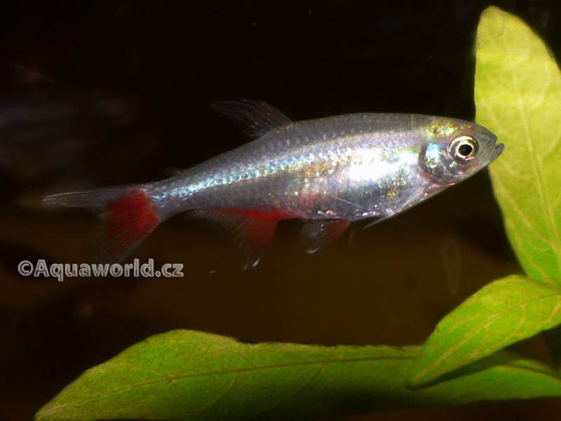 Aphyocharax anisitsi - Tetra Červenoploutvá