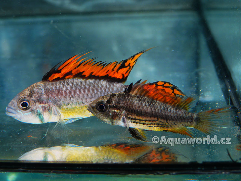 Apistogramma cacatoides - Cichlidka Kakadu