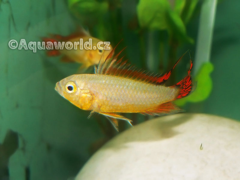 Apistogramma cacatoides - Cichlidka Kakadu