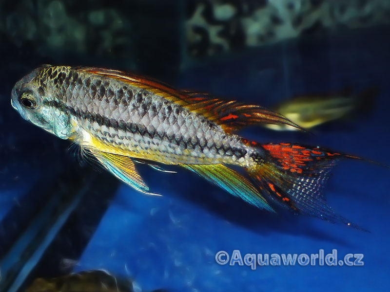 Apistogramma cacatoides - Cichlidka Kakadu