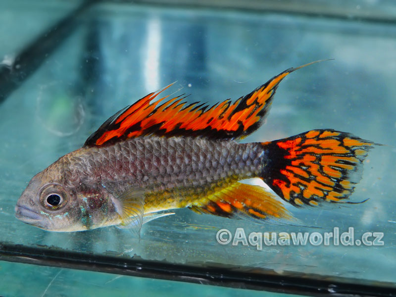 Apistogramma cacatoides - Cichlidka Kakadu