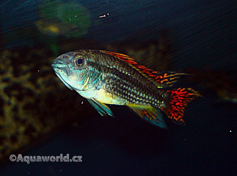 Apistogramma cacatoides - Cichlidka Kakadu