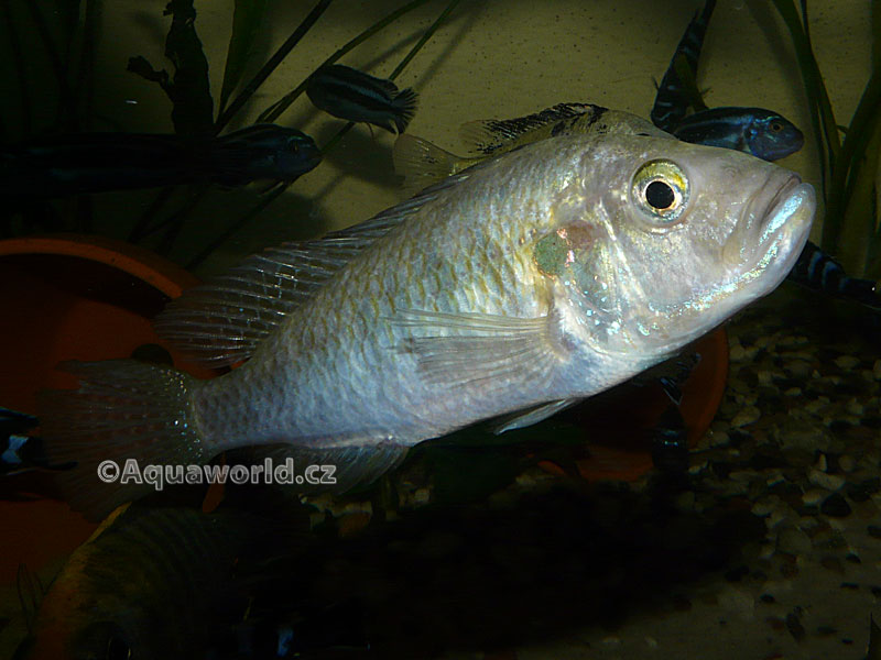 Astatotilapia burtoni - Tlamovec jikroskvrnný