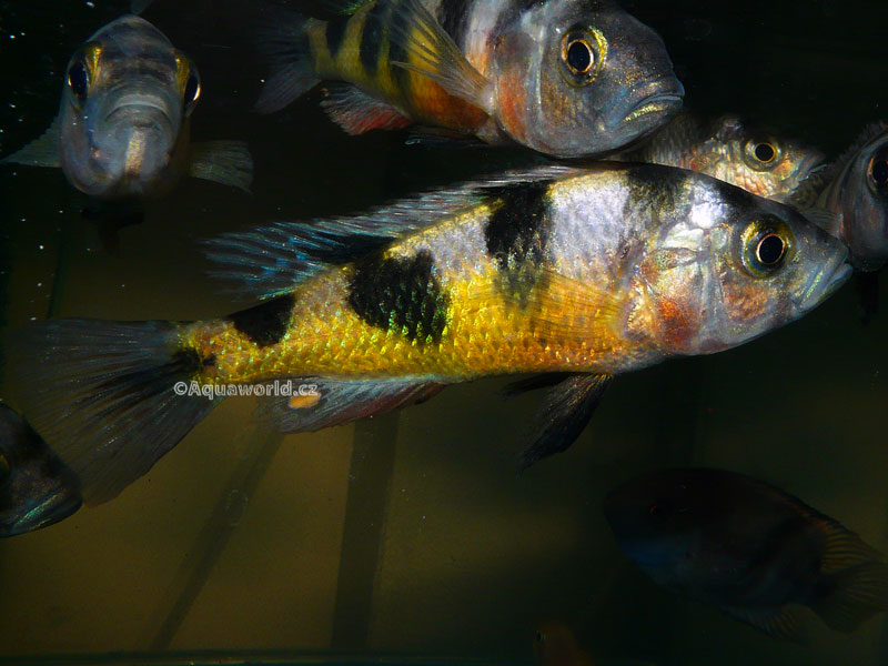 Astatotilapia latifasciata