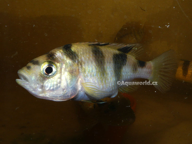 Astatotilapia latifasciata