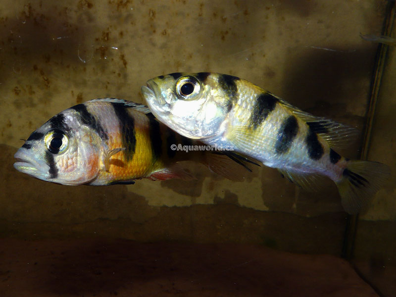 Astatotilapia latifasciata