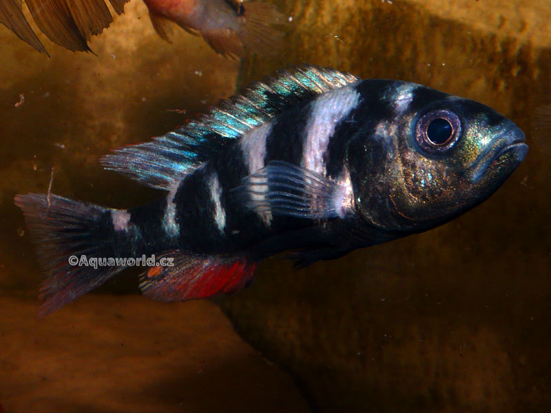 Astatotilapia latifasciata