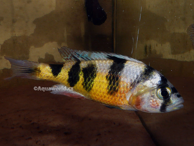 Astatotilapia latifasciata