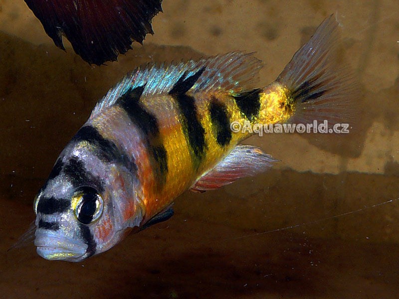 Astatotilapia latifasciata