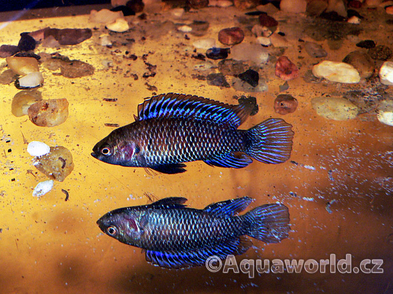 Badis Badis - Ostnáč Modrý