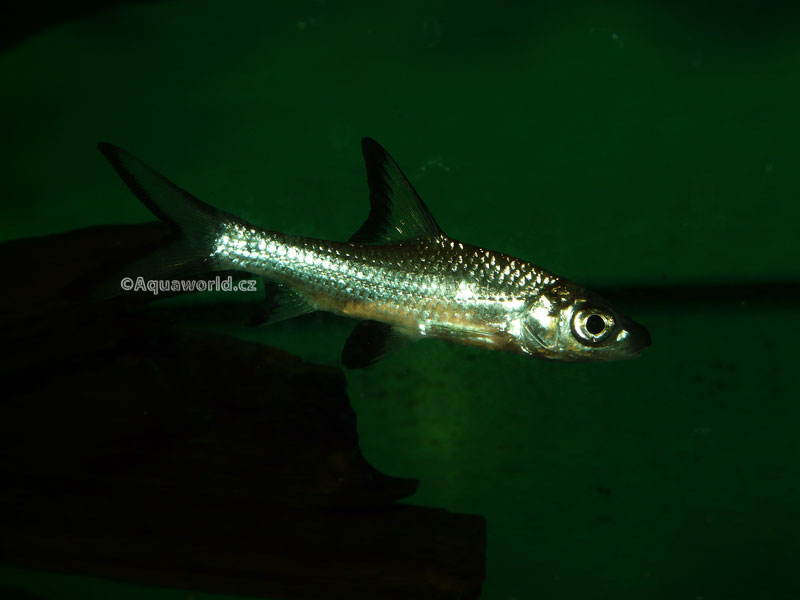 Balantiocheilus melanopterus - Parmička Žraločí