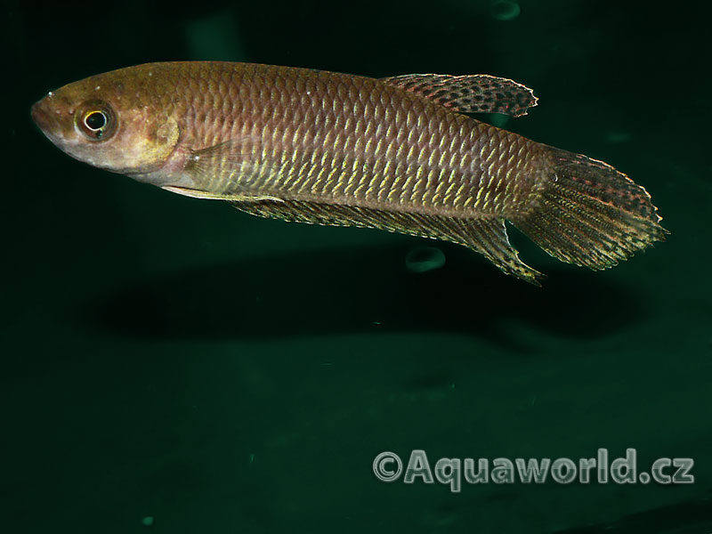 Betta Bellica - Bojovnice Bojovná