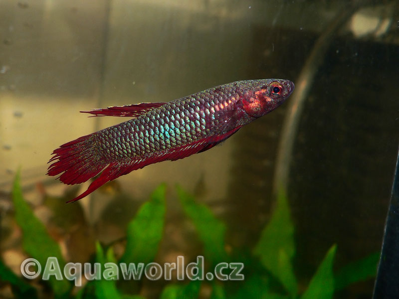 Betta Coccina - Bojovnice Bázlivá