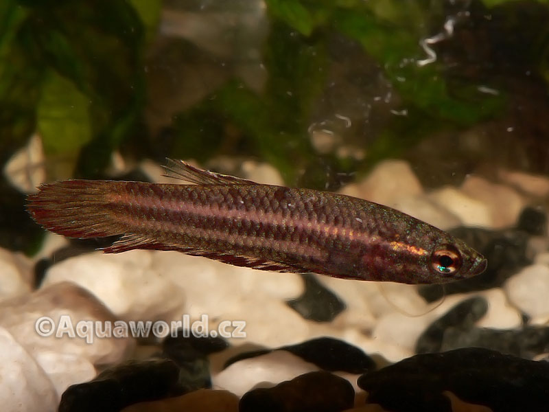 Betta Coccina - Bojovnice Bázlivá