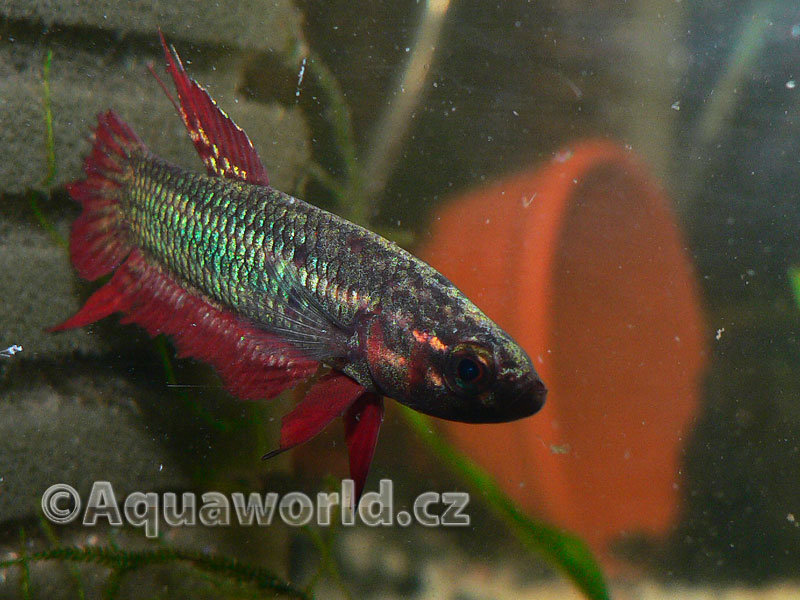 Betta Coccina - Bojovnice Bázlivá