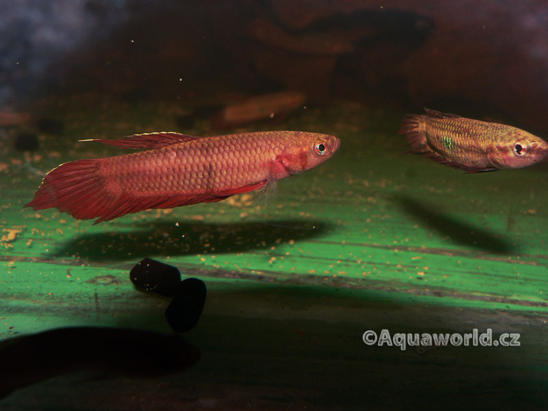Betta Coccina - Bojovnice Bázlivá