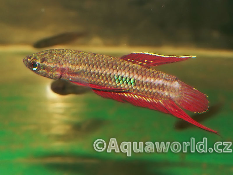 Betta Coccina - Bojovnice Bázlivá