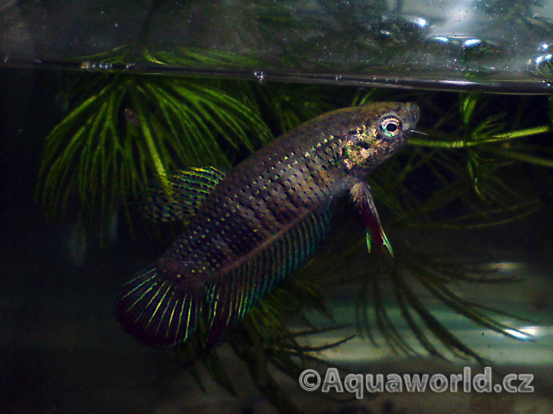 Betta Imbellis - Bojovnice Nebojovná