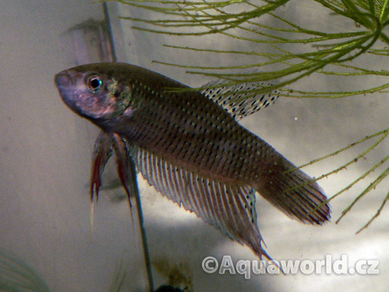 Betta Imbellis - Bojovnice Nebojovná
