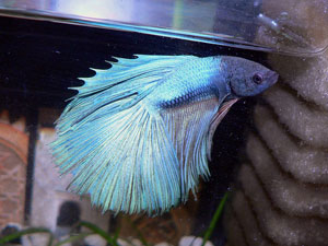 Betta splendens - Bojovnice Pestrá