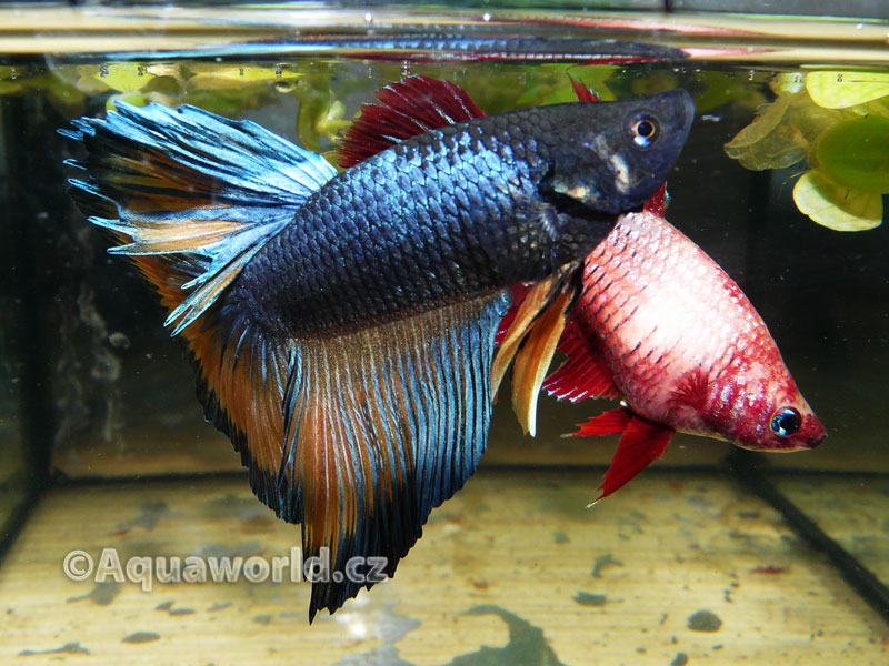 Betta splendens - Bojovnice Pestrá