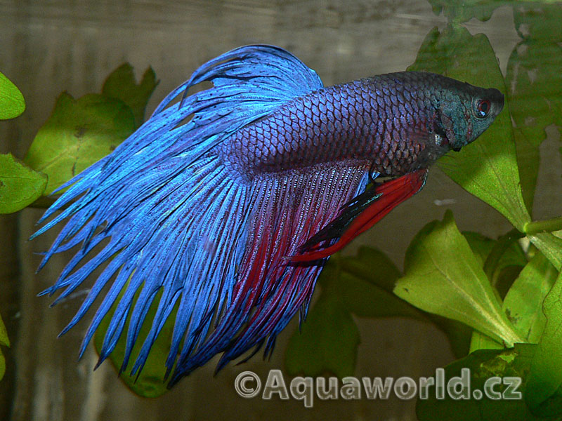 Betta splendens - Bojovnice Pestrá