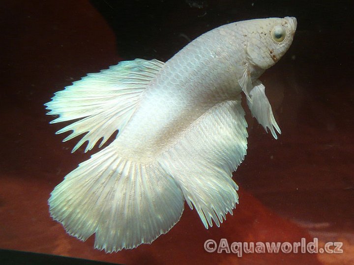 Betta splendens - Bojovnice Pestrá