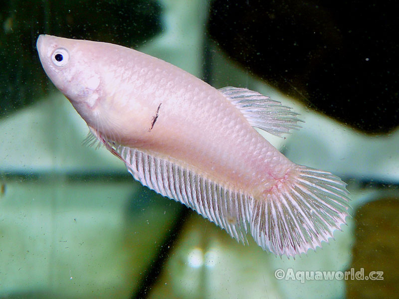 Betta splendens - Bojovnice Pestrá