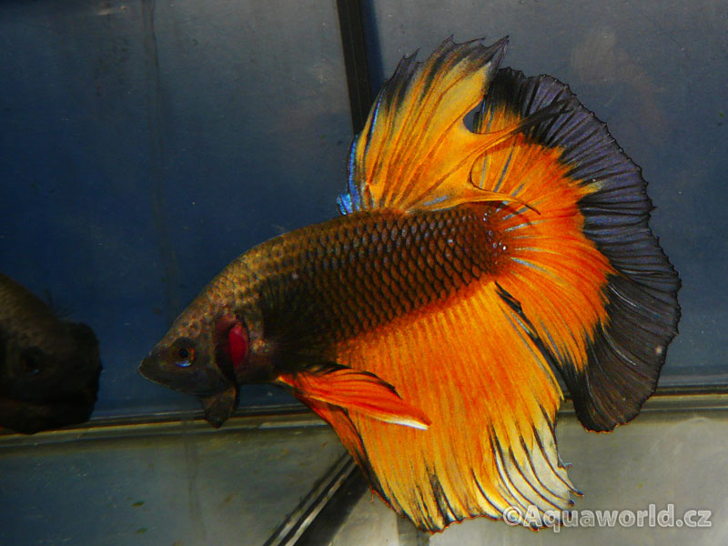 Betta splendens - Bojovnice Pestrá