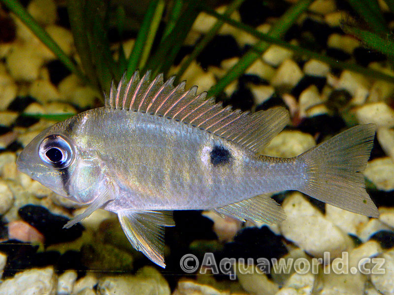 Biotodoma Cupido - Kančík Skvrnoocasý