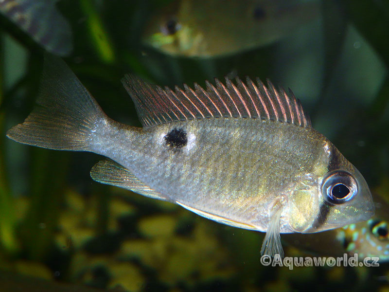 Biotodoma Cupido - Kančík Skvrnoocasý