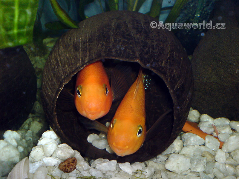 Blood Parrot Cichlid - Cichlida Papouščí