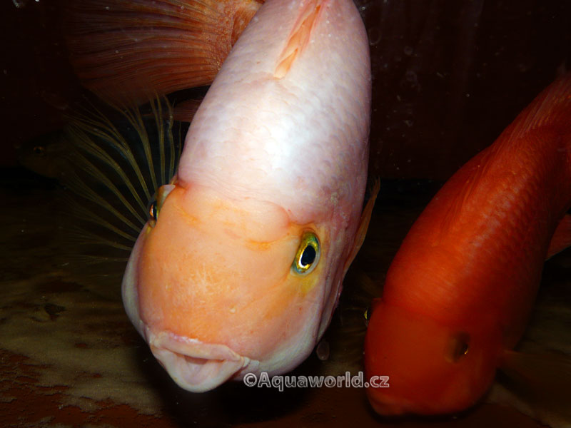 Blood Parrot Cichlid - Cichlida Papouščí