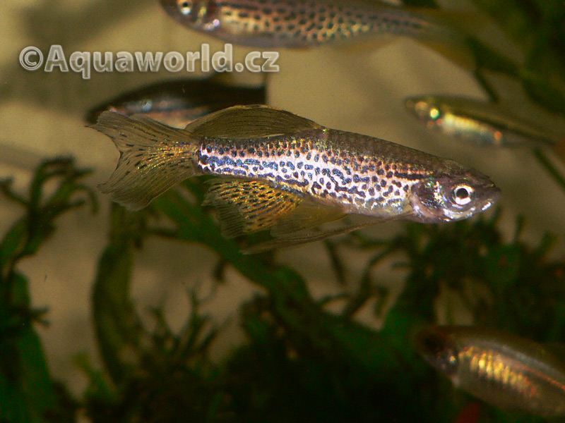 Brachidanio Frankei - Danio Leopardí