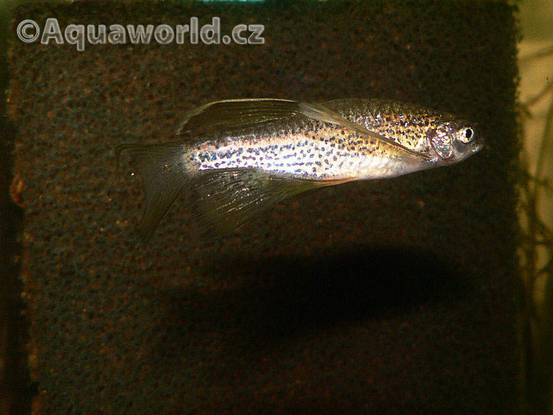 Brachidanio Frankei - Danio Leopardí