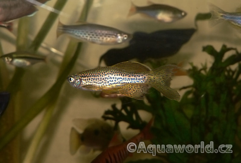 Brachidanio Frankei - Danio Leopardí