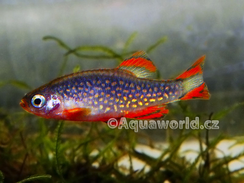 Celestichthys margaritatus - Microrasbora Galaxy