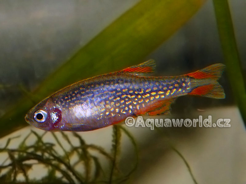 Celestichthys margaritatus - Microrasbora Galaxy