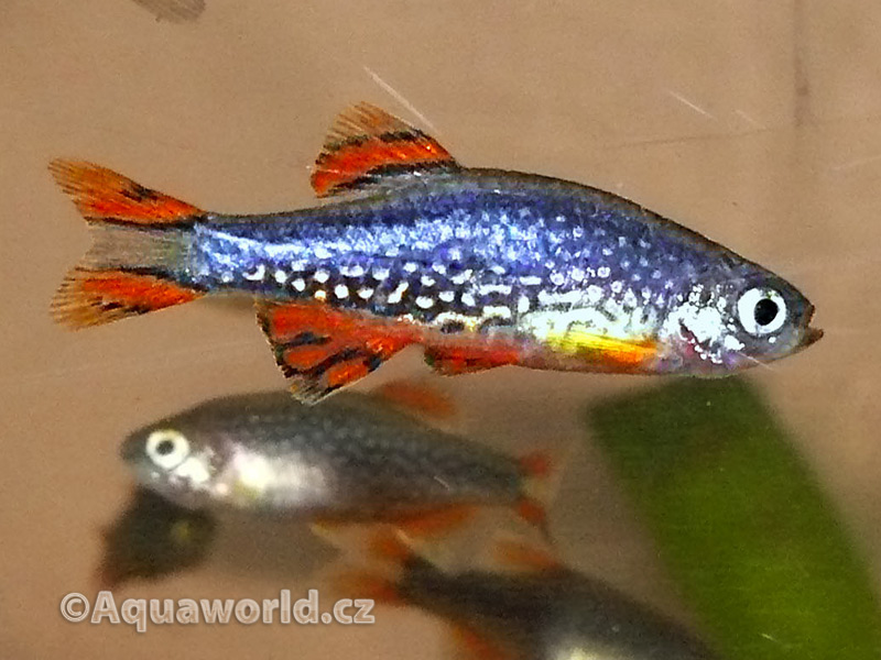 Celestichthys margaritatus - Microrasbora Galaxy