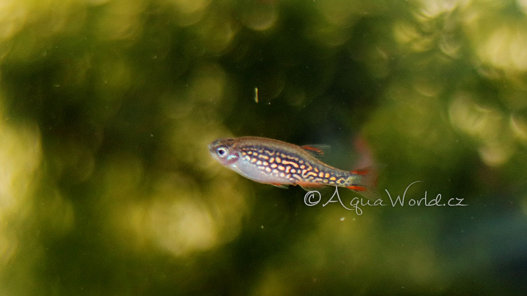 Celestichthys margaritatus - Microrasbora Galaxy