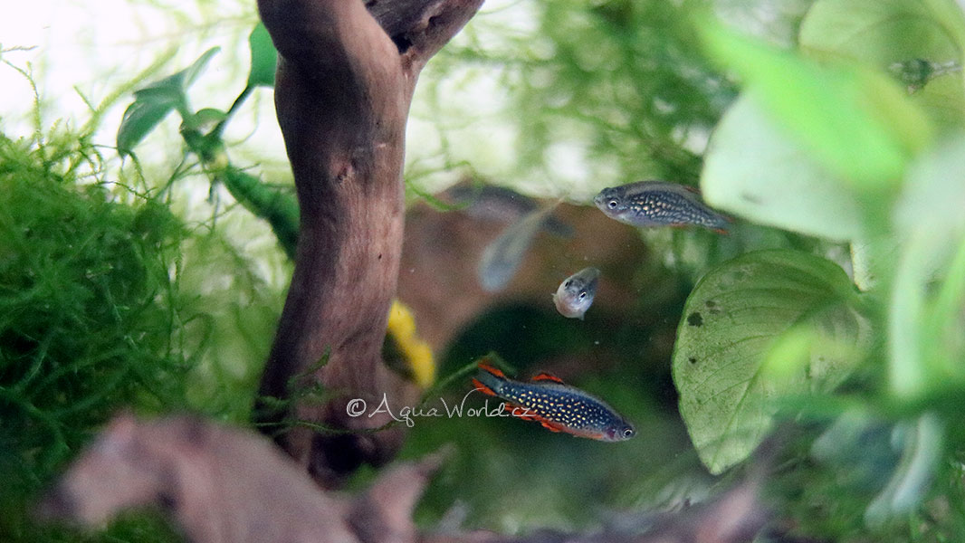 Celestichthys margaritatus - Microrasbora Galaxy