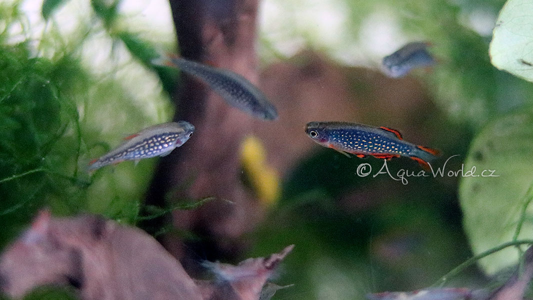 Celestichthys margaritatus - Microrasbora Galaxy