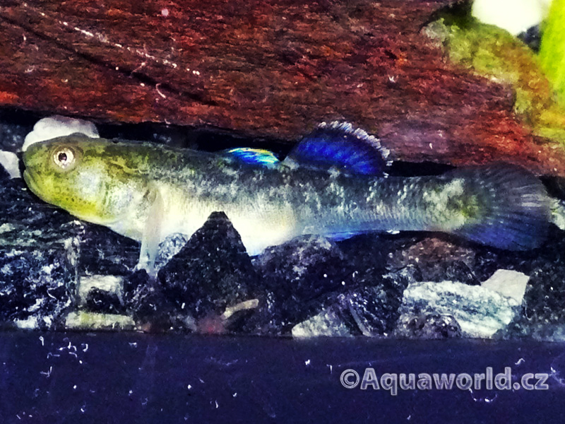 Chlamydogobius Eremius - Hlaváč Pustinný