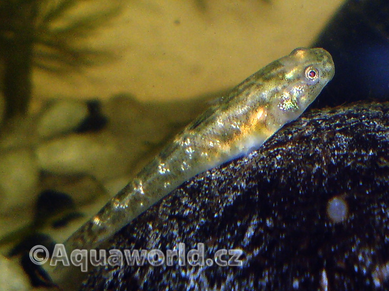 Chlamydogobius Eremius - Hlaváč Pustinný