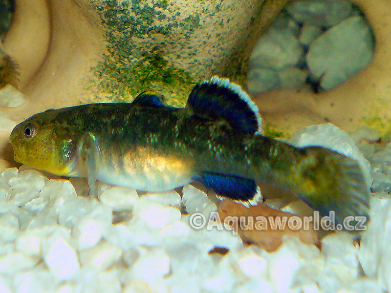 Chlamydogobius Eremius - Hlaváč Pustinný