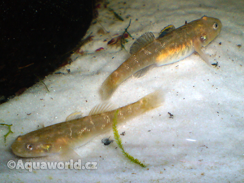 Chlamydogobius Eremius - Hlaváč Pustinný