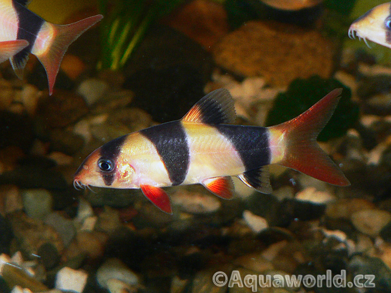 Chromobotia macracanthus - Mřenka Nádherná
