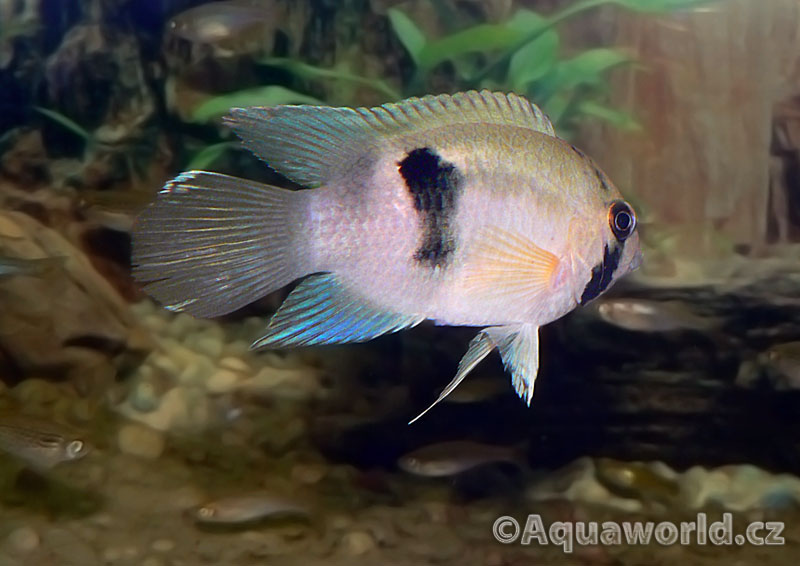 Cleithracara maronii - Akara Hnědá