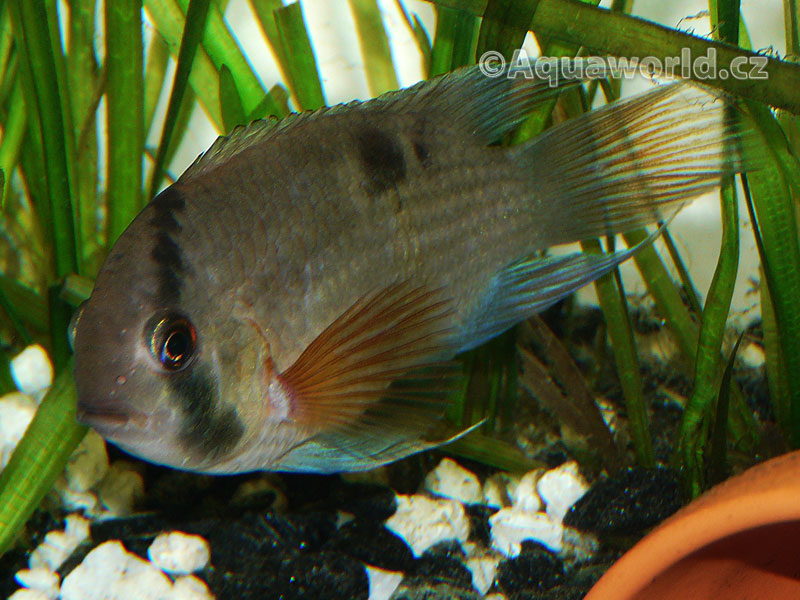 Cleithracara maronii - Akara Hnědá