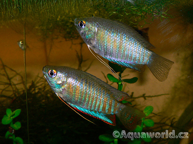 Colisa Fasciata - Čichavec Pruhovaný